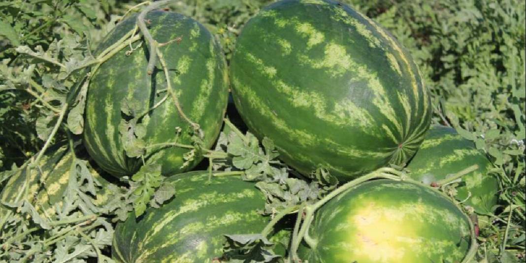 Türkiye’nin dört bir yanından akın ediyor, almak için saatlerce bekliyorlar! Üretici mutlu: Haftada 25 ton satıyorlar 4